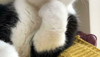 saya berhasil memotret pose kedua terbarik Mr. P saat dia membersikan cakarnya (kuku) Foto: Boredpanda