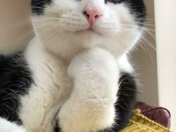 Gemes Banget! Begini Potret Hewan yang Fotogenik