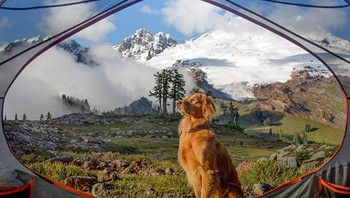 Memotret anjingku menunggu golden hour Foto: Boredpanda