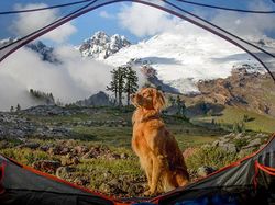 Gemes Banget! Begini Potret Hewan yang Fotogenik