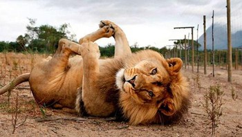 Jarang-jarang kan lihat singa rebahan. Foto: Boredpanda