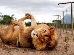 Gemes Banget! Begini Potret Hewan yang Fotogenik