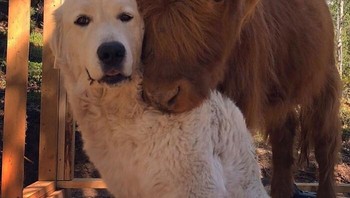 Foto mesra sapi dengan bestinya. Foto: Boredpanda