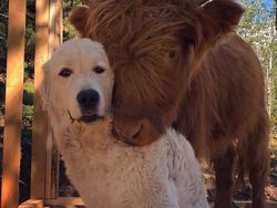 Gemes Banget! Begini Potret Hewan yang Fotogenik