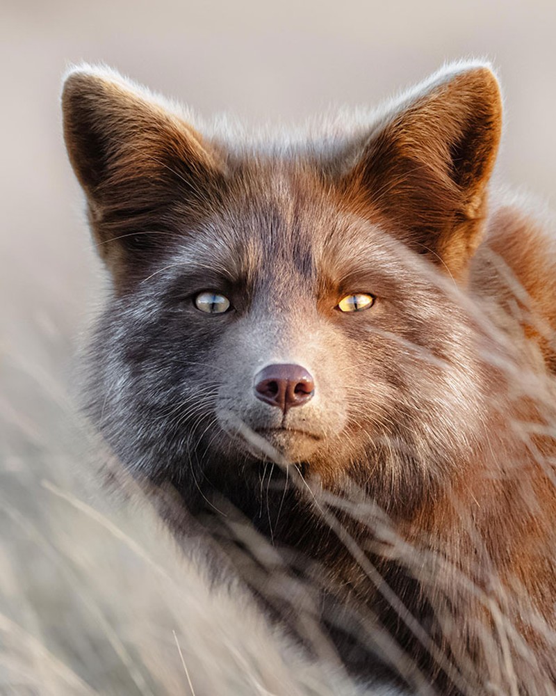 fotoinet Gemes Banget, Begini Potret Hewan yang Fotogenik