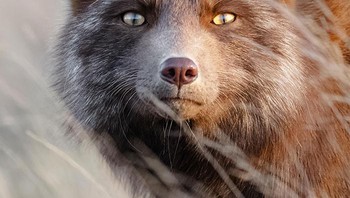 Tatapan si rubah. Foto: Boredpanda