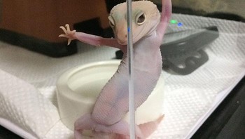 Pose cicaknya bikin ngakak. Foto: Boredpanda