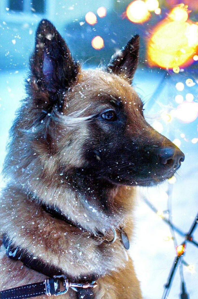 fotoinet Gemes Banget, Begini Potret Hewan yang Fotogenik