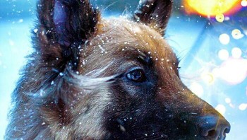 Hujan salju dengan lampu malam bikin foto anjing ini keren. Foto: Boredpanda