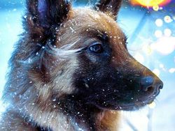 Gemes Banget! Begini Potret Hewan yang Fotogenik