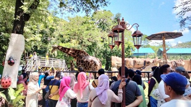 Gubernur Jatim bersama Forkopimda memberi makan jerapah di KBS