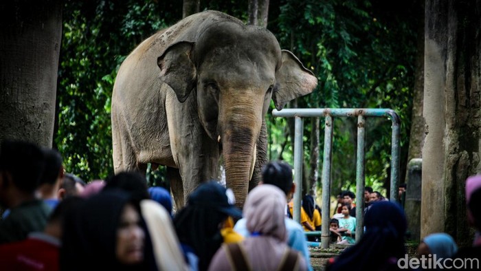 Taman Margasatwa Ragunan, Jakarta Selatan menjadi primadona saat libur Lebaran. Hal ini terpantau dari padatnya pengunjung TMR pada hari ketiga Lebaran.