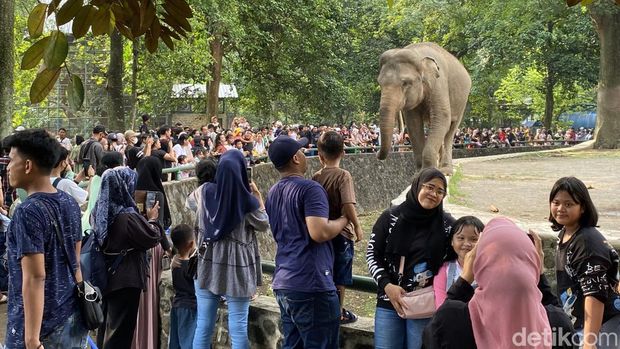 Kapibara sempat ramai dikunjungi di Taman Margasatwa Ragunan usai populer dijadikan meme 'masbro'. Namun, kapibara tak lagi jadi primadona di momen lebaran ini. (Devi P/detikcom)