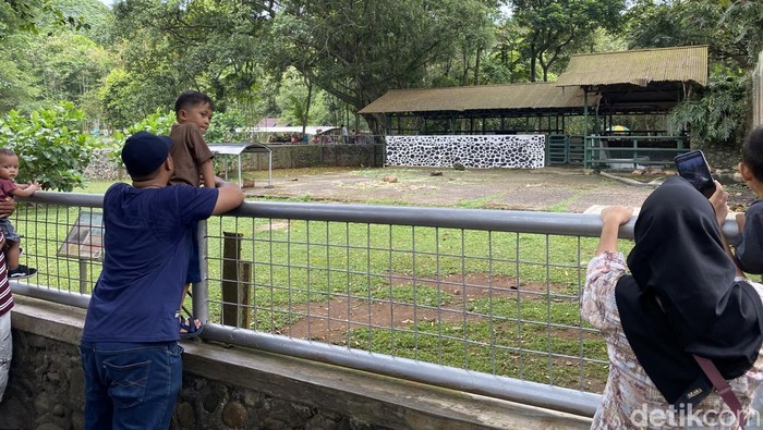 Kapibara sempat ramai dikunjungi di Taman Margasatwa Ragunan usai populer dijadikan meme masbro. Namun, kapibara tak lagi jadi primadona di momen lebaran ini. (Devi P/detikcom)