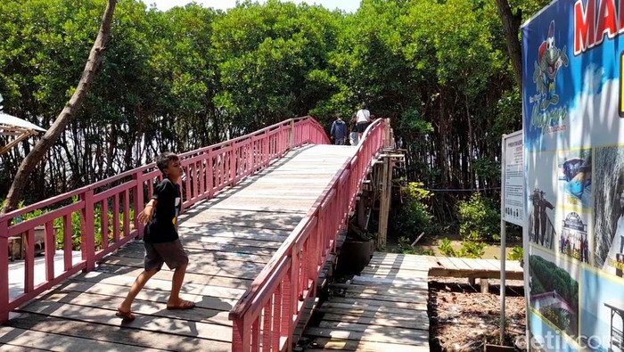 Kawasan hutan mangrove Desa Kaliwlingi, Brebes, Senin (24/4/2023).