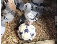 Meme Kocak Tottenham Babak Belur Dihajar Newcastle United