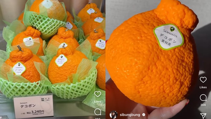 Sibungbung cobain buah jeruk dekopon seharga Rp 360 ribu.