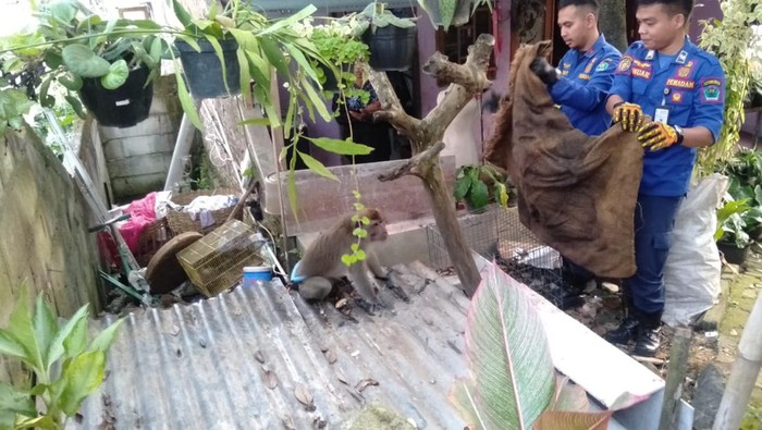 Petugas mengevakuasi monyet yang mengigit pemiliknya di Kota Malang