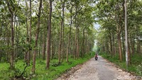 Meski sangat jelek, di beberapa titik hutan jati ada berbagai spot yang sangat ciamik. Beginilah pemandangan hutan jati sebelum merangas atau berguguran daunnya.