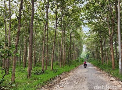 Menelusuri Jalanan Neraka, Bertemu Desa Dipenuhi Akar Jati ke Tempat Bertuah