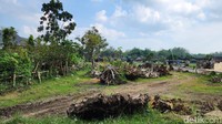 Tak hanya itu, traveler yang datang ke Makam Janjang Blora akan melihat sebuah desa yang dipenuhi akar jati. Ini adalah Desa Nglebur yang mendatangkan bahan akar jati untuk dipoles dan diekspor ke mancangara.