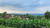 Pemandangan Desa Janjang Blora yang ladangnya sedang ditanami jagung. Desa Ini ada di atas perbukitan.