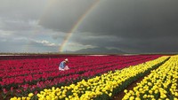 Bunga tulip yang didominasi warna merah dan kuning ini selalu menjadi tujuan favorit wisatawan lokal maupun mancanegara saat libu Lebaran.
