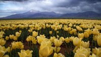 Dilihat dari dekat, bunga tulip yang bermekaran ini sanggup membuat suasana hati menjadi adem.