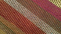 Nah, dari lensa drone hamparan bunga tulip ini terlihat sangat memukau dengan perpaduan warna yang memanjakan mata.