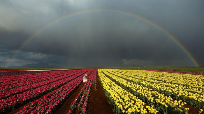 1252161028 KARAMAN, TURKIYE - APRIL 21: An aerial view of tulip garden located in Kizilkuyu village of Kazimkarabekir district of Karaman, Turkiye on April 21, 2023. The tulip garden hosted many visitors during the Eid al-Fitr. The 50-decare garden, which resembles a rainbow on earth with the blooming of tulips, opened its doors to visitors on April 15 this year. Especially during the Ramadan Feast, local and foreign visitors came to visit the tulip garden. (Photo by Seyit Konyali/Anadolu Agency via Getty Images)