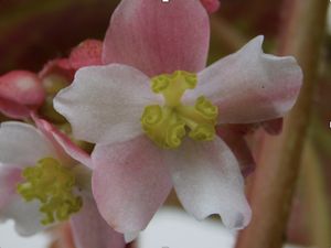 Mengintip Kekayaan Jenis Begonia di Pulau Sumatera