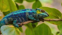 Bunglon. Dalam mempertahankan hidup dan melindungi diri dari serangan musuh, bunglon mengubah warna kulitnya. Bunglon menyesuaikan warna kulit dengan tempat yang sedang disinggahi, supaya mereka terlihat samar dan dapat mengelabui musuhnya. Contohnya ketika seekor bunglon berada di dedaunan, maka warna kulitnya akan berubah menjadi hijau. Sedangkan jika bunglon ada di atas tanah, maka warna kulitnya akan berubah menjadi cokelat. Getty Images/BirdHunter591
