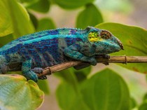 Video Inspirasi Teknologi dari Lidah Balistik Bunglon-Salamander