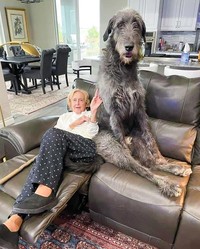 fotoinet ukuran anjing super besar