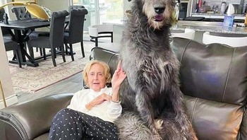 “Wanita kecil di sebelah anjing raksasa” Foto: Brightside
