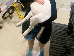 Kumpulan Foto Anjing Berukuran Raksasa, Sungguhan Ada!