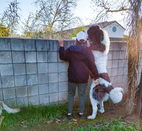 fotoinet ukuran anjing super besar