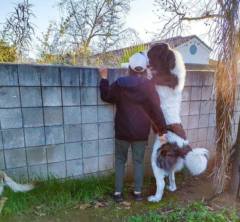 fotoinet ukuran anjing super besar