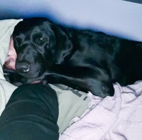 fotoinet ukuran anjing super besar