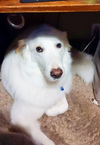 fotoinet ukuran anjing super besar