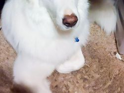 Kumpulan Foto Anjing Berukuran Raksasa, Sungguhan Ada!