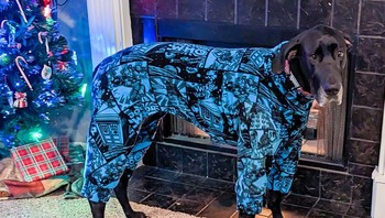 “Teman saya membuat piyama Dr. Who untuk Great Dane saya karena dia selalu kedinginan dan tampak menyedihkan selama musim dingin.” Foto: Brightside