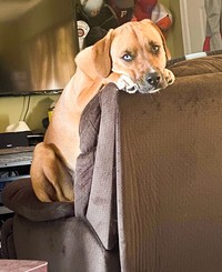 fotoinet ukuran anjing super besar