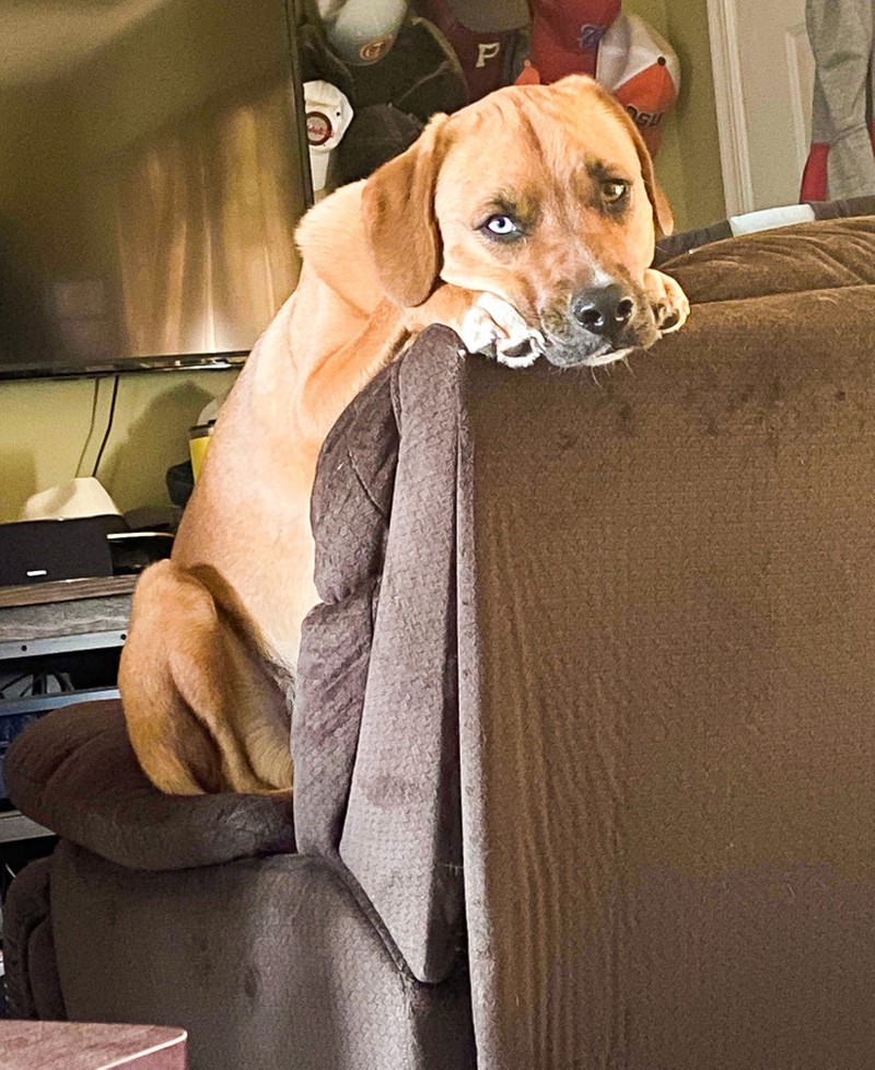 fotoinet ukuran anjing super besar