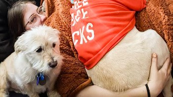Anjing seberat 36,2 kg milik saya mengira dia masih bisa digendong dan dielus, Foto: Brightside
