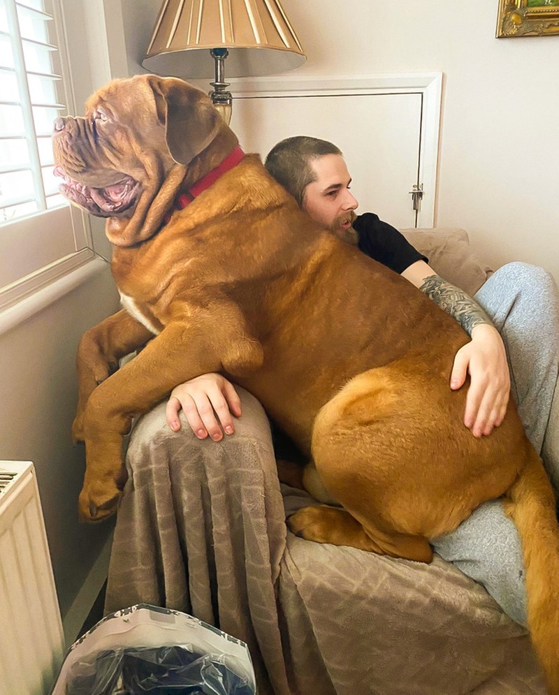 fotoinet ukuran anjing super besar