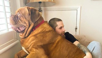 Anjing orang tua saya, yang saya lihat selama liburan. Foto: Brightside
