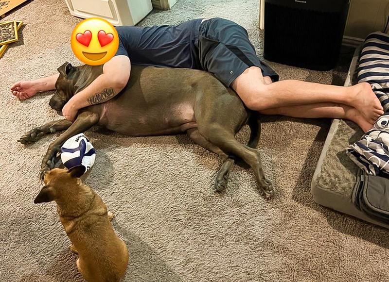 fotoinet ukuran anjing super besar