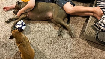 Anjing seberat 75 kg di tengah bersanding dengan manusia dan anjing yang berukuran normal 6 kg. Foto: Brightside