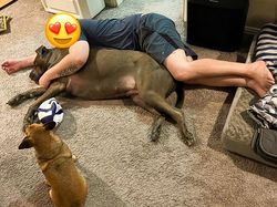 Kumpulan Foto Anjing Berukuran Raksasa, Sungguhan Ada!